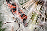 Саратовец показал эффектных насекомых Кумысной поляны 